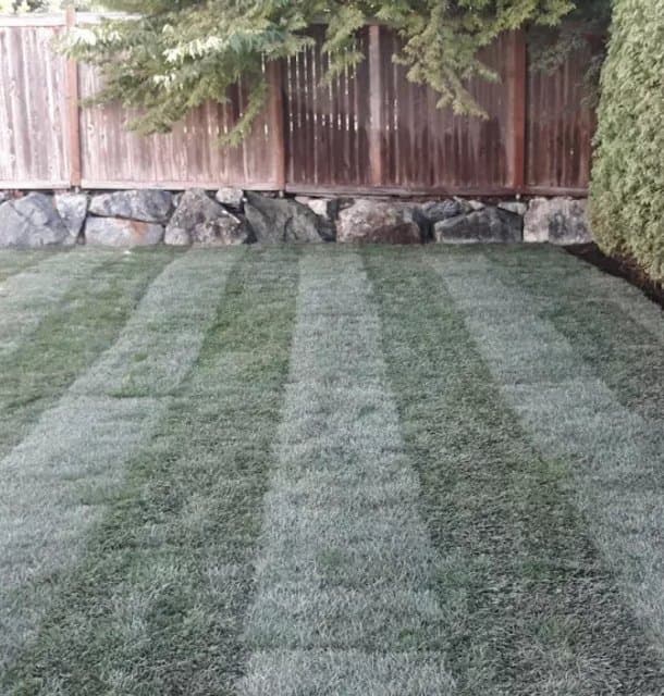 Residential Weed Control in Edmonds, WA