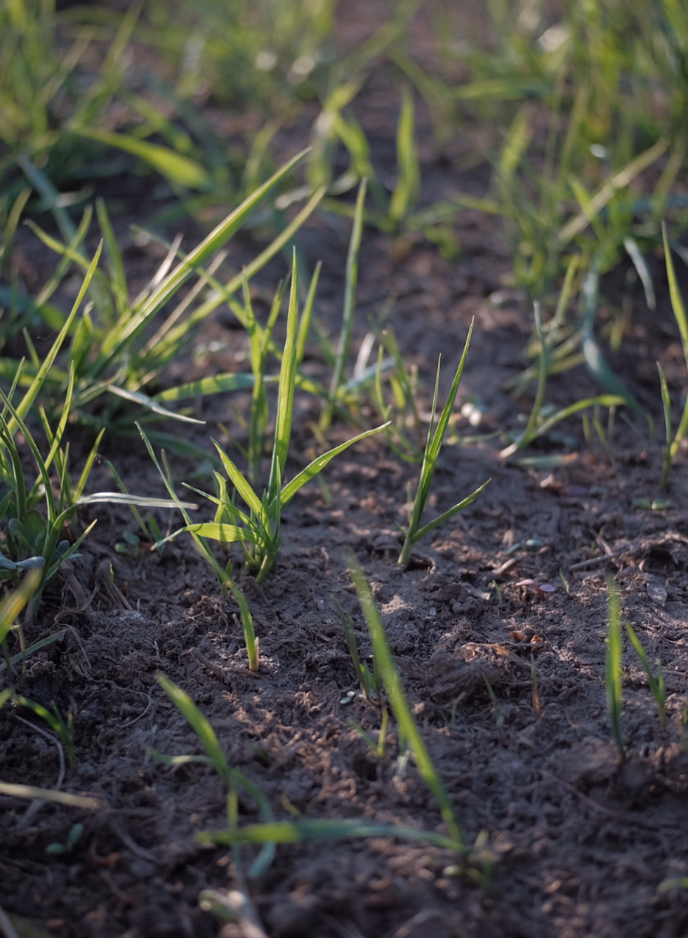 Seeding