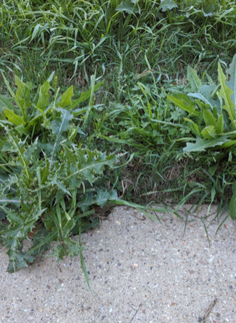 Weed Control