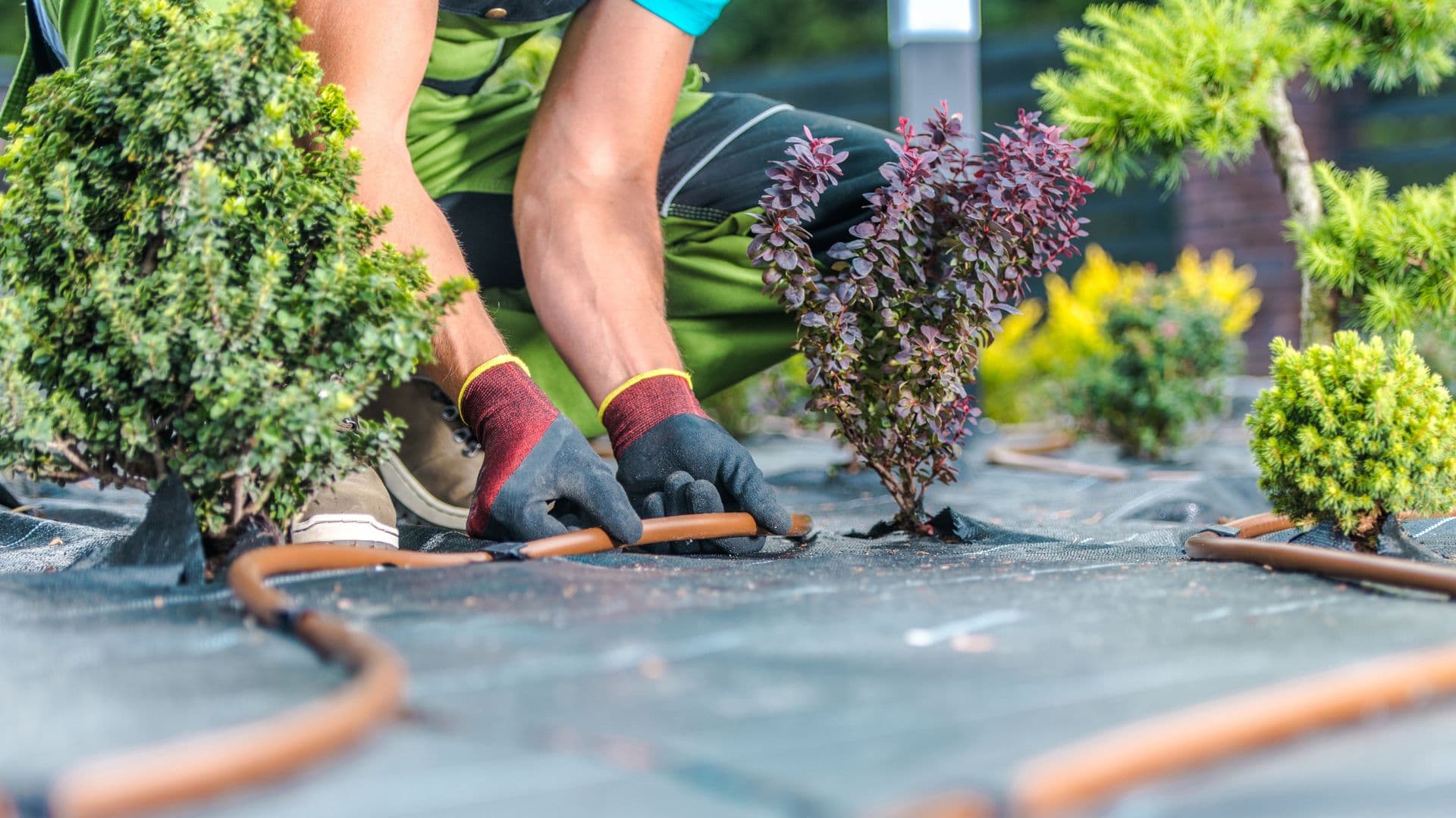 Drip irrigation installation