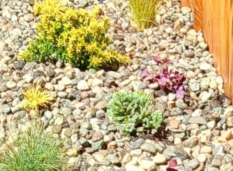 planting and garden beds