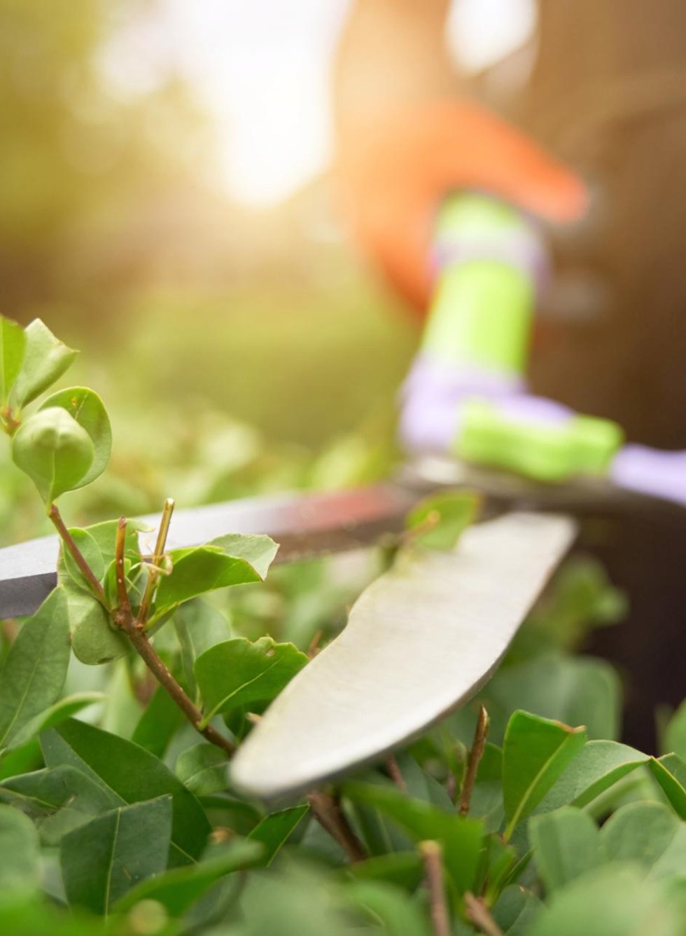 Professional pruning and trimming service in Mukilteo