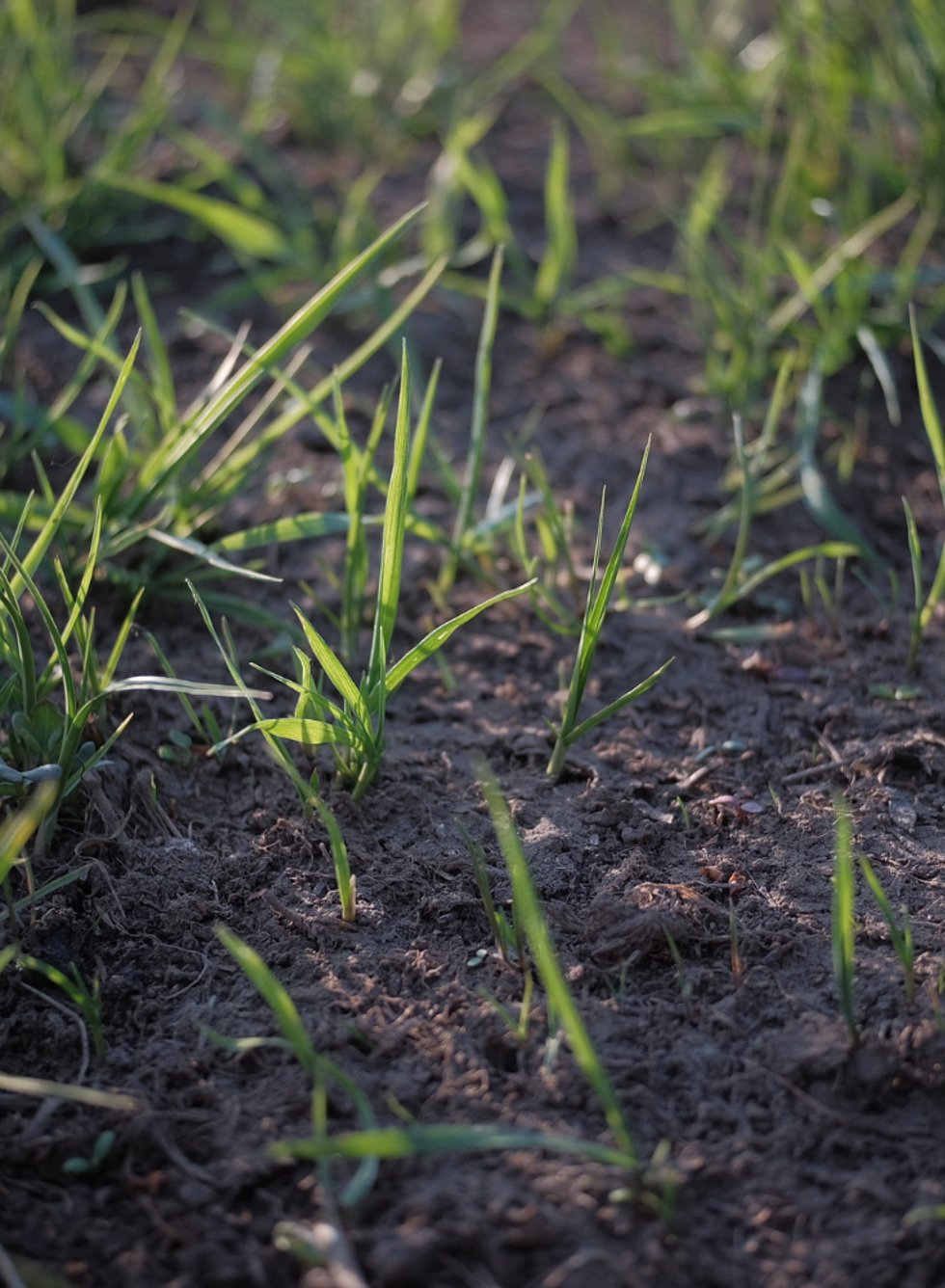 Professional seeding service in Mukilteo