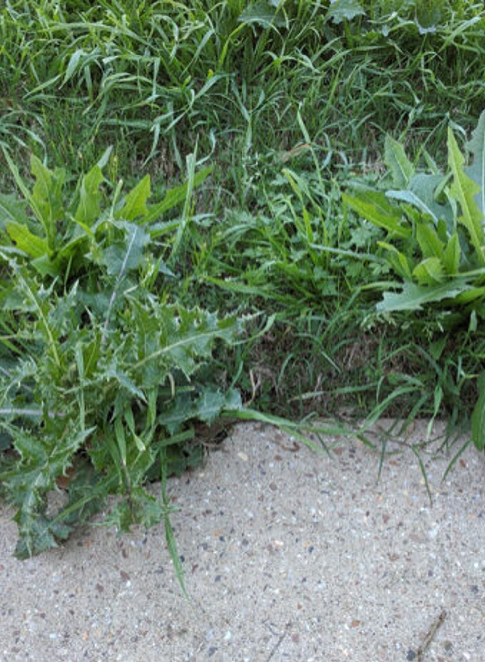 Professional paver installation service in Mukilteo