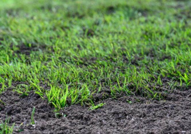 Close-up of newly growing grass emerging from dark soil.