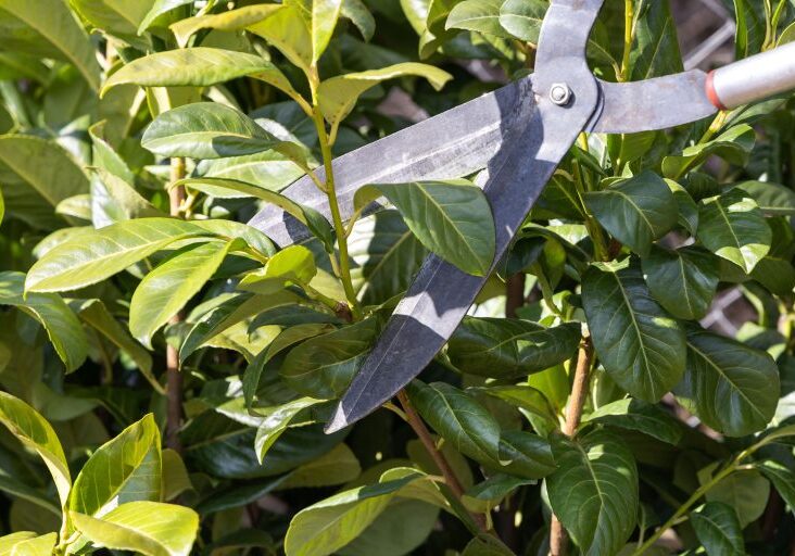 Hedge shears trimming green leafy branches.